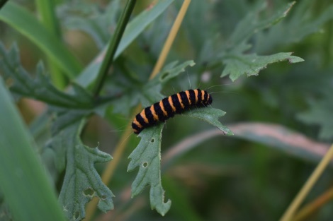 Cinnabar moth caterpillar on ragwort